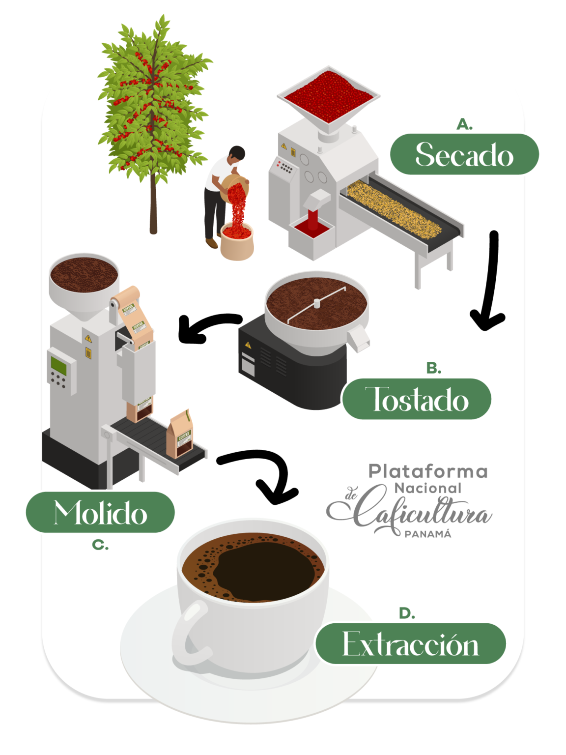 Procesamiento Del Café Caficultura Panamá 